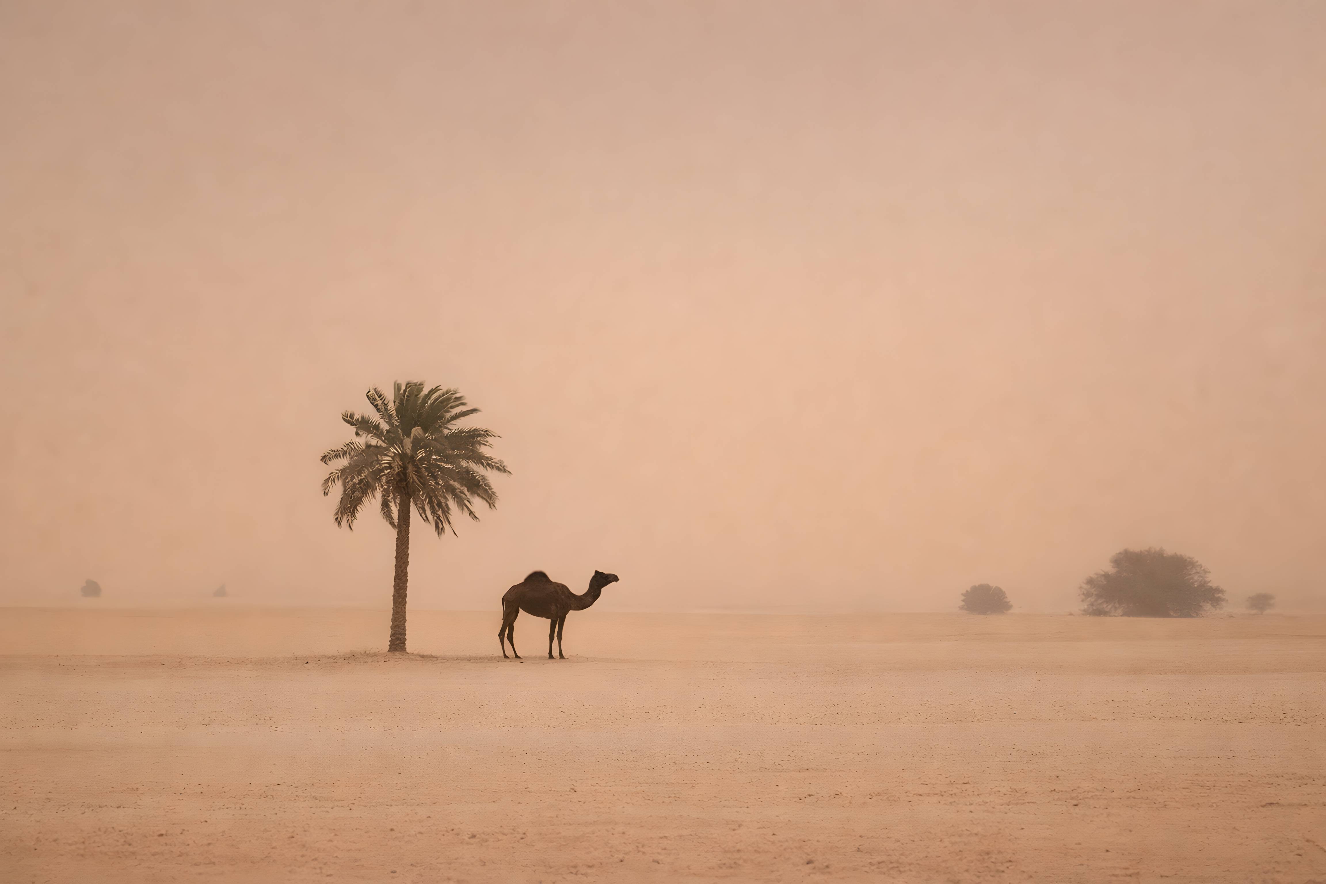 معاينة التصميم